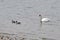 Swan swimming in the water of a pond lake