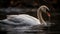 a swan is swimming in the water with it\\\'s head in the water and it\\\'s beak in the water with it\\\'s mouth