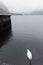 Swan swimming by a wood cabin in Hallstatt lake, on a snowy, misty, winter day