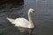 The swan swims along the river