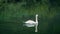 Swan swims around on the river