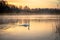 A swan swims in the dawn sunlight whilst the mist lazily rises off the water