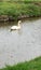 Swan swims in a ditch