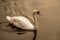 a swan swims in a lake