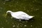 A swan swims in a muddy pond in a city park.