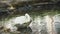Swan swims in a pond