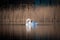 Swan swims serenely on the calm water of a lake