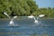 Swan take off in the Danube Delta, Romania