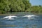 Swan take off in the Danube Delta, Romania