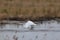 Swan taking off, like a painting