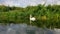 Swan on the Taunton and Bridgwater Canal