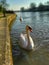 Swan on Thames