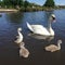 A swan and three cygnets