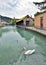 Swan in Thun city and river in Aare