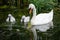 Swan with two babies learn how to eat