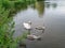 Swan and two cignets swimming in the summer lake