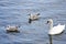 Swan with two grey gulls on a river in Ireland