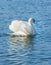 Swan, upper Zurich Lake, Switzerland