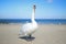 Swan waddles on the beach in fine weather