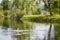 Swan Wading Majestically in Calm River in Ireland