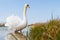 Swan Wading Near the Shore