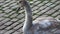 Swan walking on a cobblestone path close to the water in a port in Germany