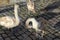 Swan walking on a cobblestone path close to the water in a port in Germany