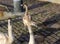 Swan walking on a cobblestone path close to the water in a port in Germany