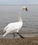 Swan walking on the shore