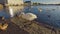 Swan is walking on a shore of icelandic city lake Tjornin and descending to the water, floating away