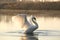 the swan after washing feathers flaps its wings on lake during sunrise lonely at dawn