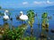 swan, water, bird, lake, white, nature, animal, swans, birds, beautiful, wildlife, beauty, love, river, pond, blue, graceful