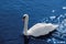 Swan on water, clipping path