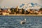 Swan on the water in front of a blurry sunset lit town and mountains. Sesto Calende and the Alps