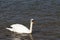 Swan on water, rhine rhein river, lake in germany. unedited photo