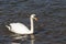 Swan on water, rhine rhein river, lake in germany. unedited photo
