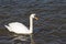 Swan on water, rhine rhein river, lake in germany. unedited photo