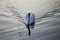 Swan in the water of Sandwell Valley Country Park