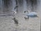 Swan on water and seagull landing on the surface