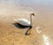 Swan on water at sunny day