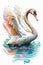 Swan on water, watercolor illustration on a white background.