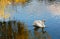 Swan in the Waters of a River