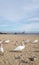 Swan whisperer at the beach