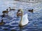 Swan whit ducks