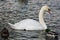 Swan white bird and ducks in a lake