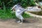 Swan wings in Chiangmai Zoo , Thailand