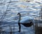 Swan in winter, cold river.