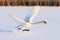 Swan winter takeoff