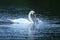 Swan with young on the lake in their nature habitat