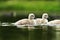 Swan youngsters on lake surface